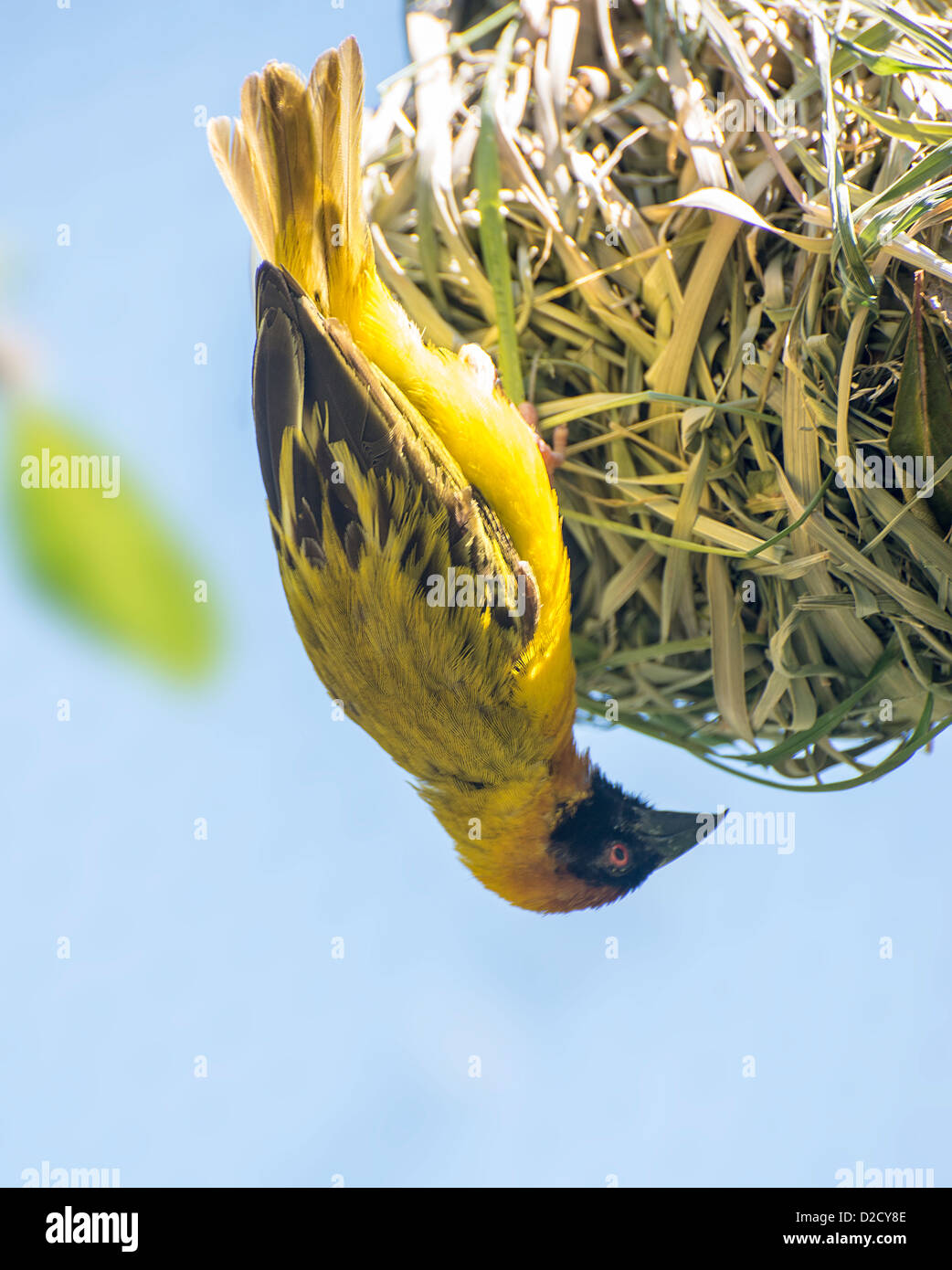 Sud d'oiseaux adultes masqués Weaver tête en bas de son nid. Banque D'Images