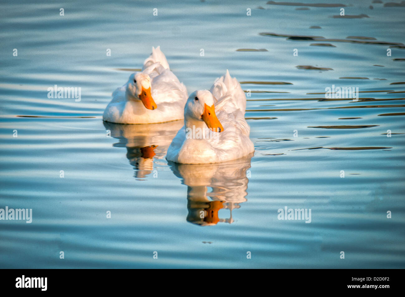 Les canards de Pékin blanc au lac Morton dans la région de Lakeland, en Floride. Banque D'Images