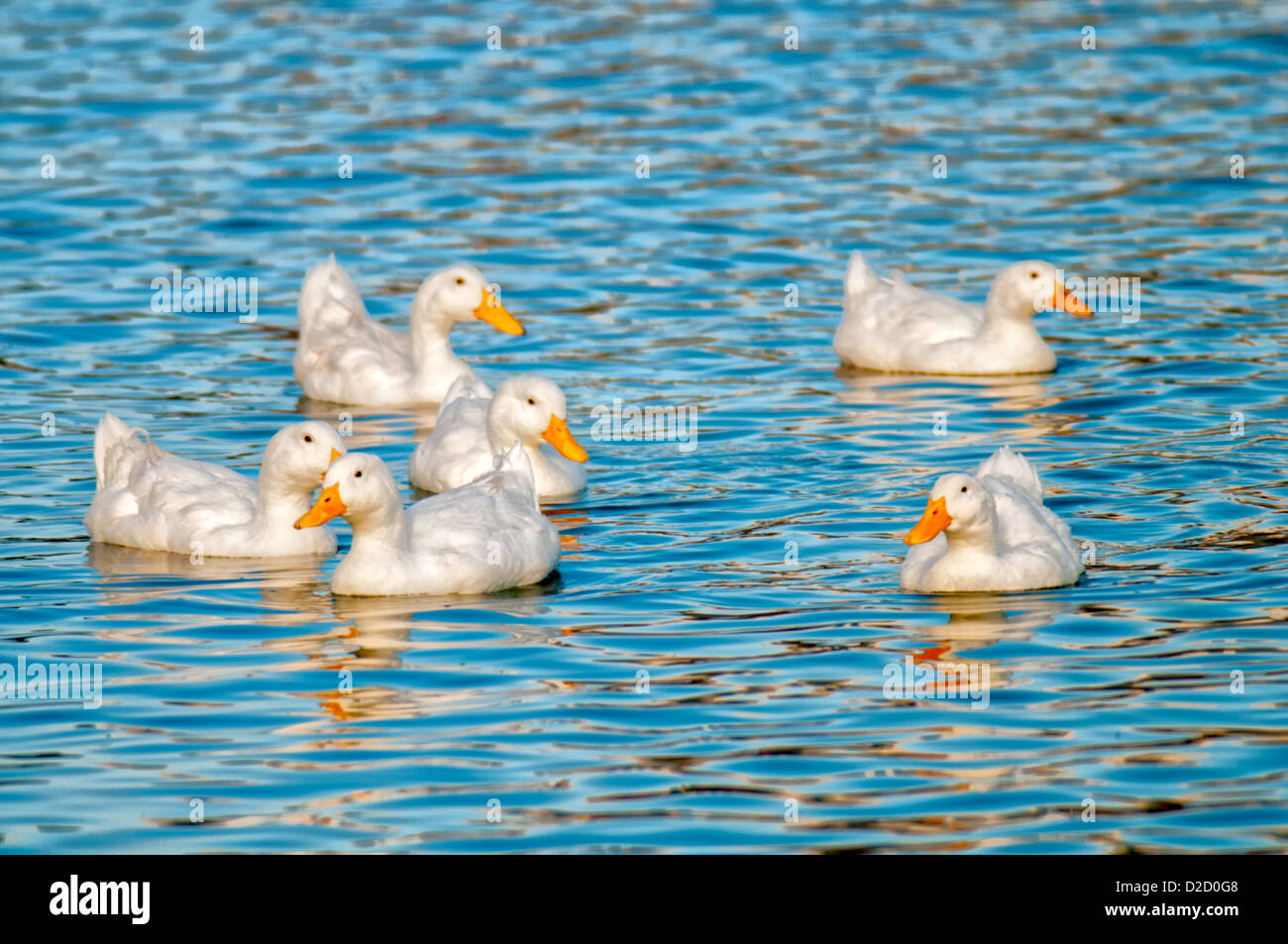 Les canards de Pékin blanc au lac Morton dans la région de Lakeland, en Floride. Banque D'Images