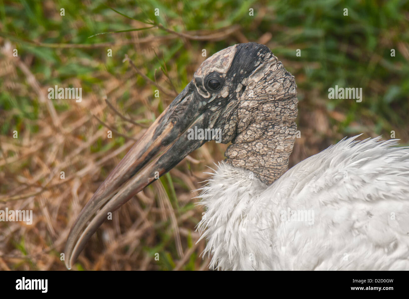 Cigogne en bois au lac Morton dans la région de Lakeland, en Floride. Banque D'Images