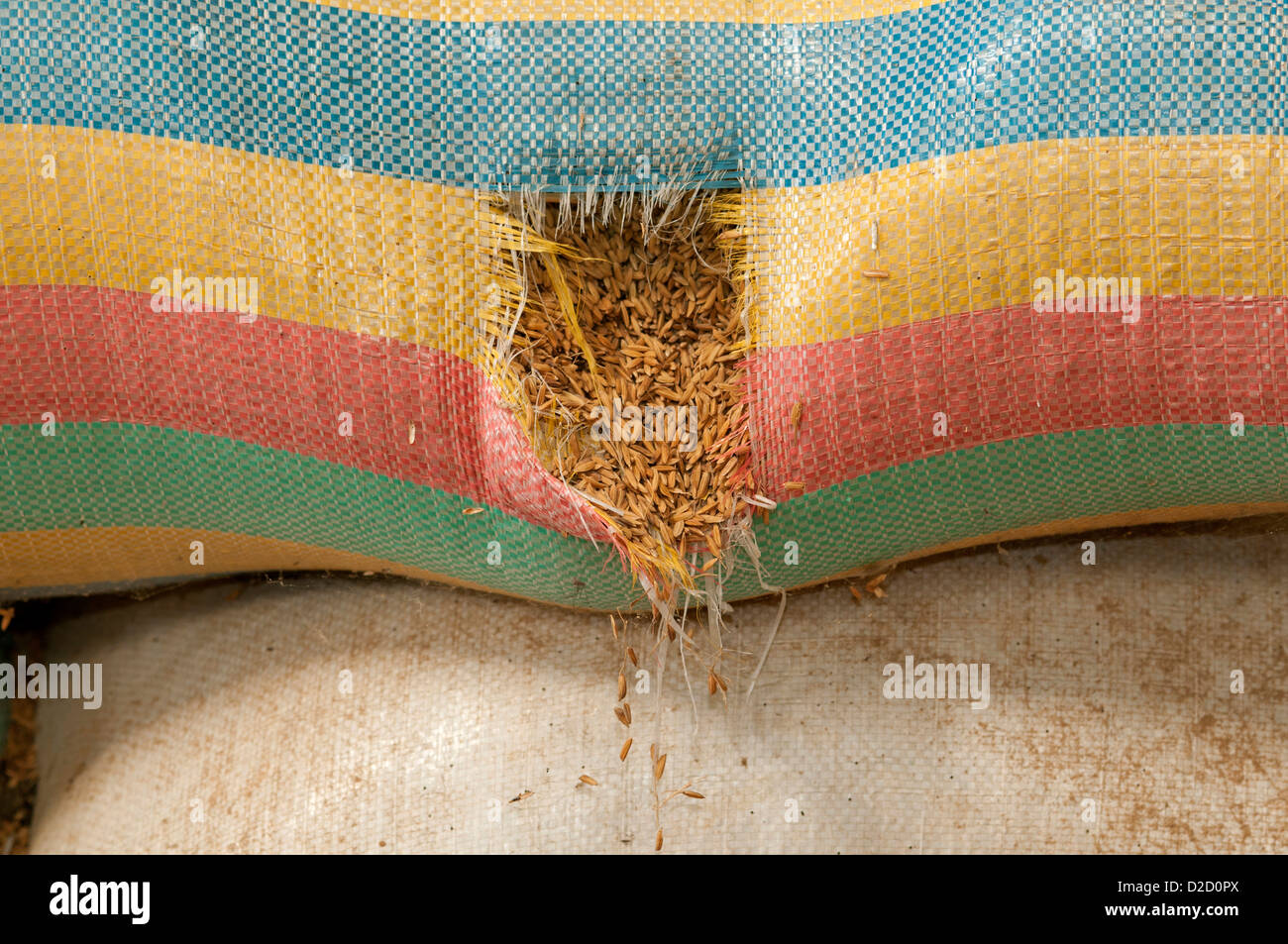 La perte de la récolte de riz de la fuite d'un sac de riz, Battambang, Cambodge Banque D'Images
