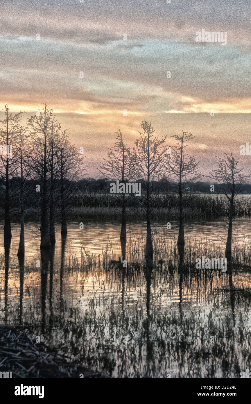 Le long des rives du lac Parker à Lakeland, en Floride. Banque D'Images
