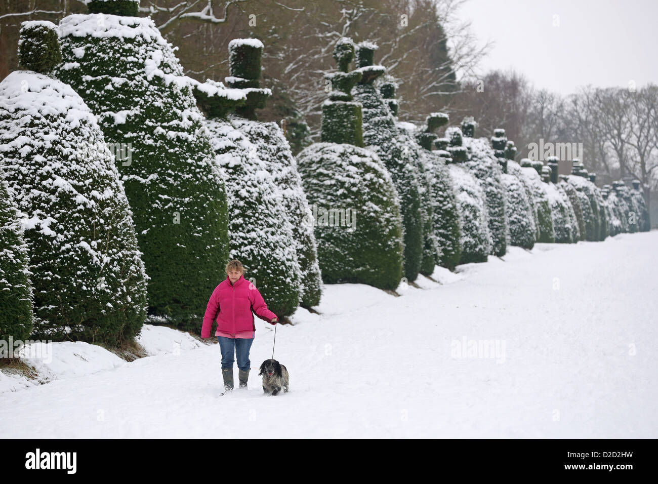 Lucy Robinson promenades son chien dans la neige à Clipsham, Yew Tree Avenue à Rutland. Banque D'Images