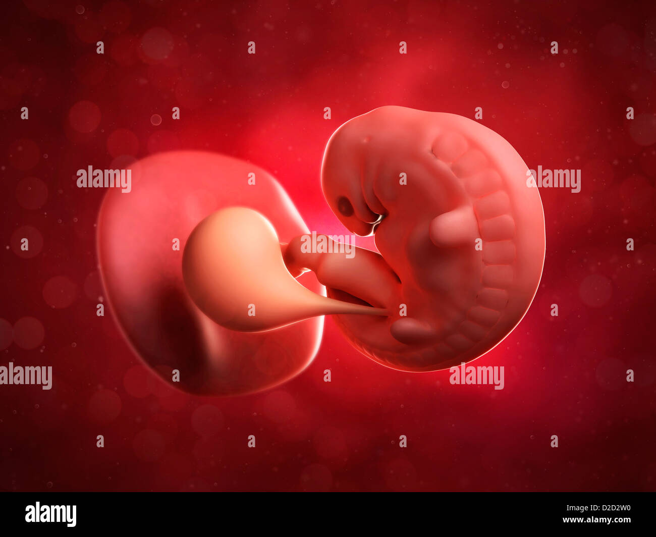 Embryon A 6 Semaines Banque D Image Et Photos Alamy