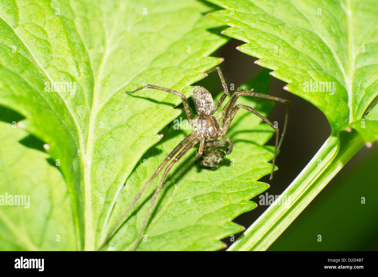 Jumping spiders et sauter les araignées war Banque D'Images