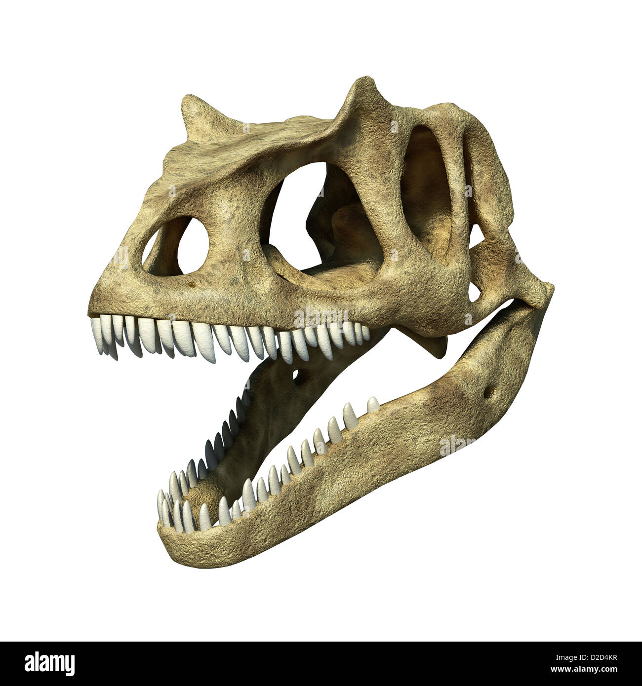 Crâne de dinosaure Allosaurus Allosaurs grands reptiles carnivores Jurassique tardif 155 à 145 millions d'années double pédale Banque D'Images