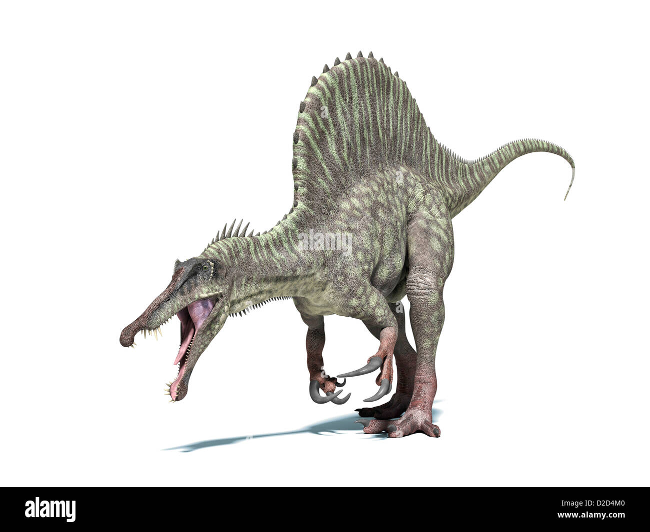 Dinosaure Spinosaurus art ordinateur ce dinosaure vivait 95 à 80 millions d'années, pendant le Crétacé tardif Banque D'Images