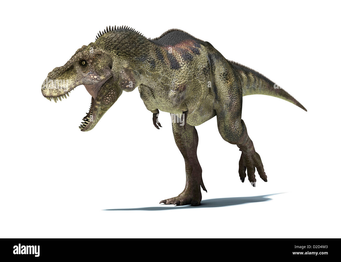 Dinosaure Tyrannosaurus rex T Rex a été l