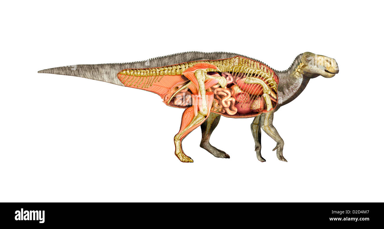 L'anatomie des dinosaures Iguanodon généralisée et des fossiles ont été trouvés dans de nombreuses régions Crétacé Banque D'Images