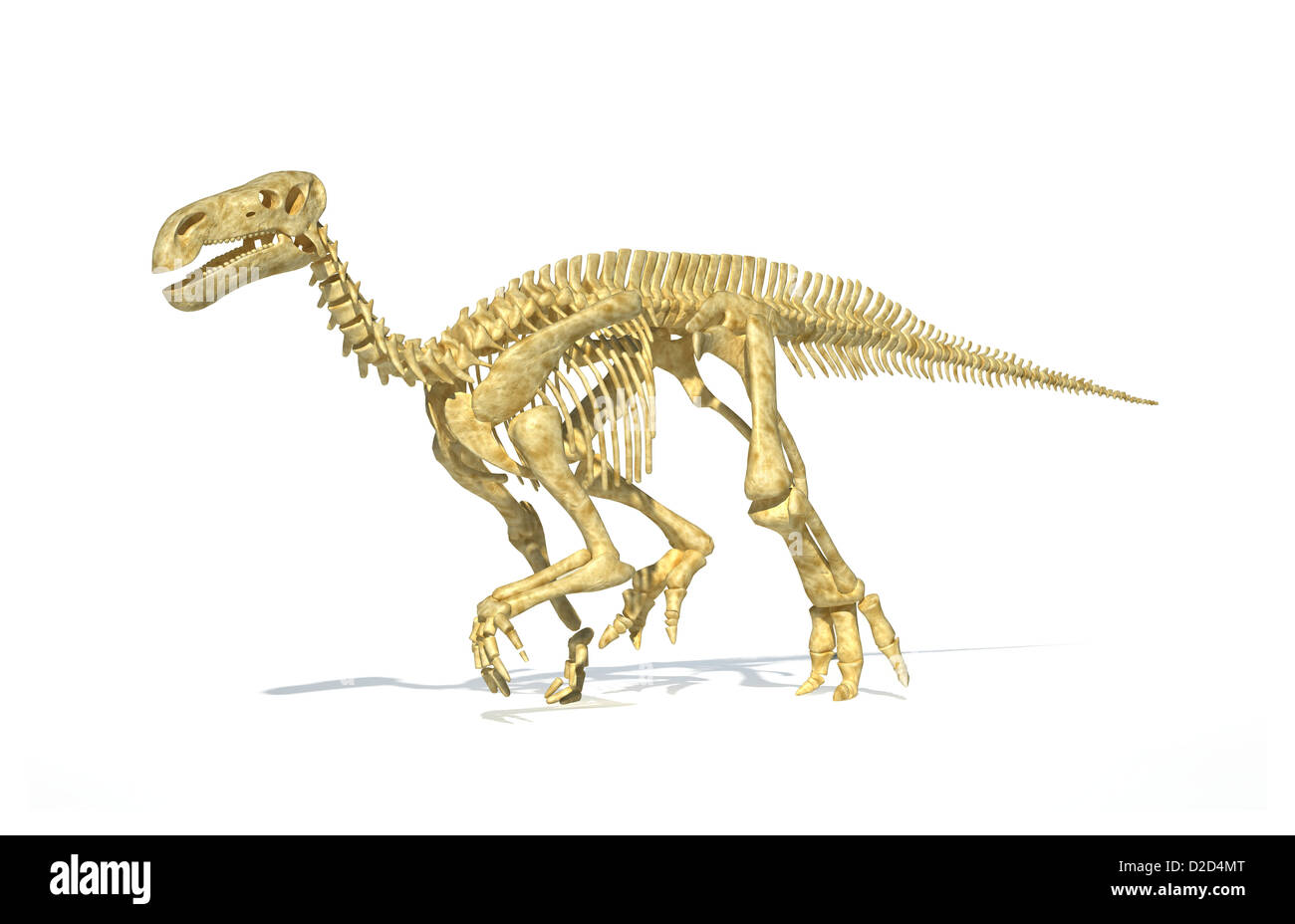 Squelette de dinosaure Iguanodon vivaient dans de grands troupeaux Banque D'Images