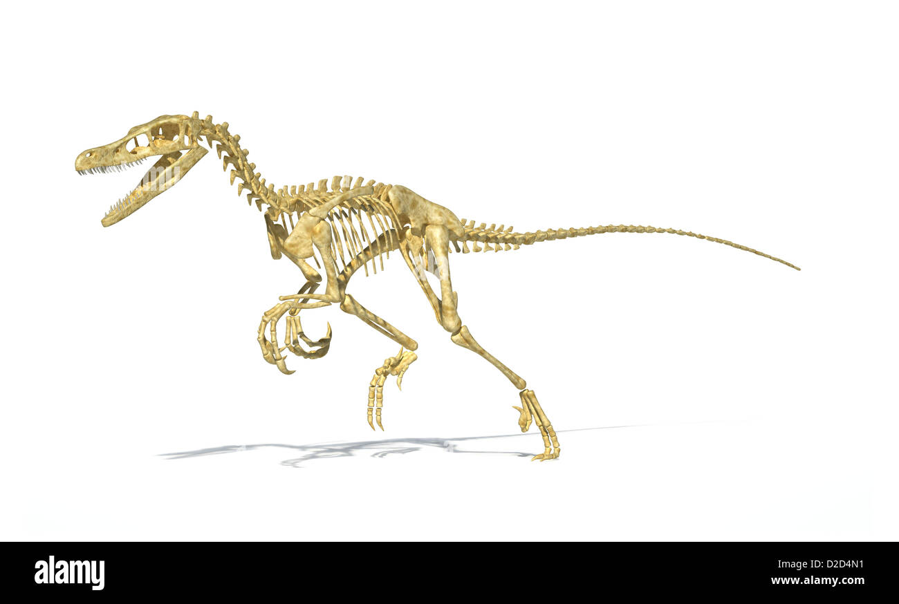 Squelette de dinosaure carnivore à plumes comme des oiseaux Banque D'Images