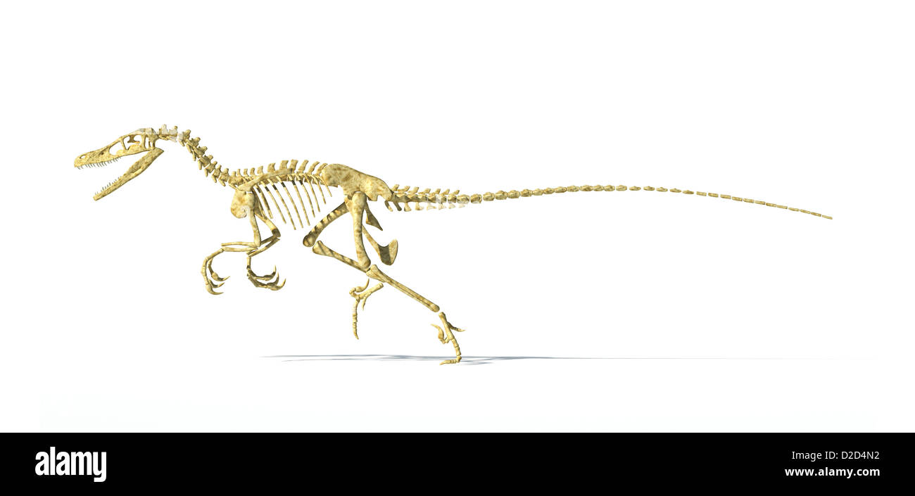 Squelette de dinosaure carnivore à plumes comme des oiseaux Banque D'Images
