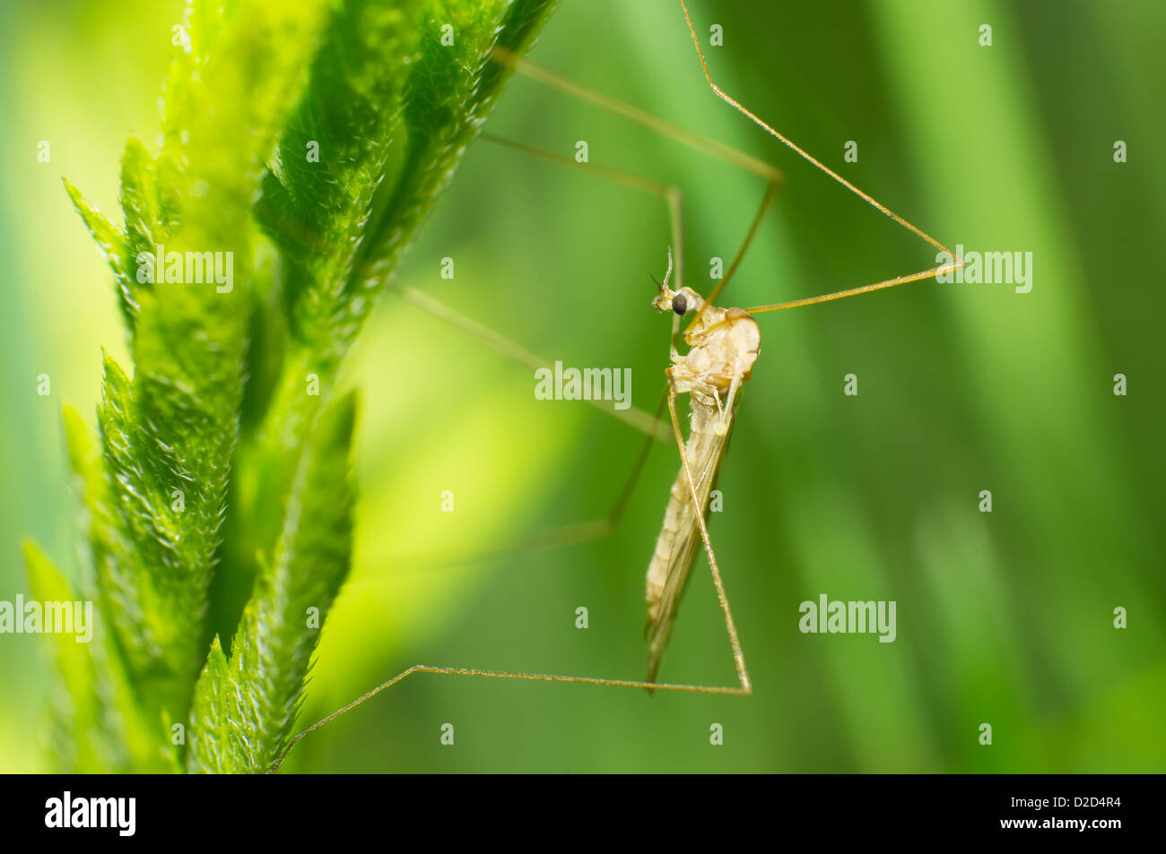 La grande les moustiques ne piquent pas Banque D'Images