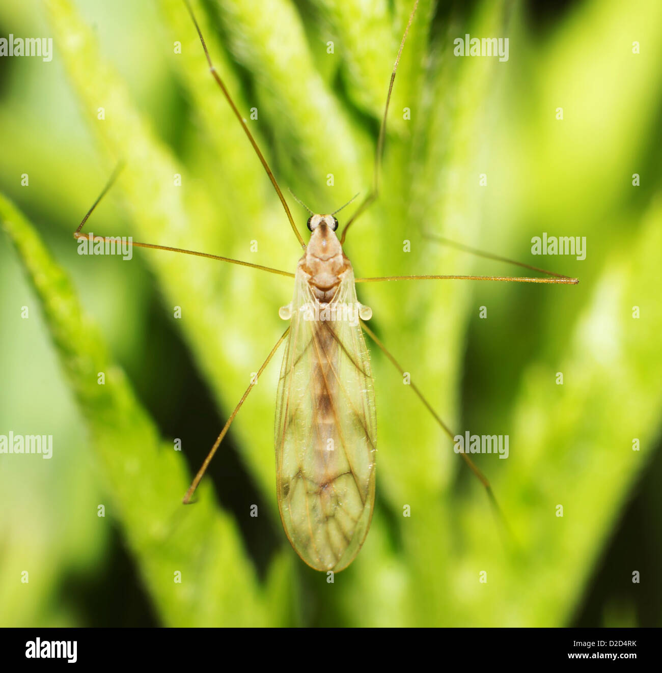 La grande les moustiques ne piquent pas Banque D'Images