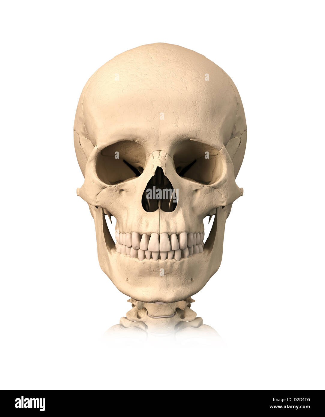 Crâne humain computer artwork Banque D'Images