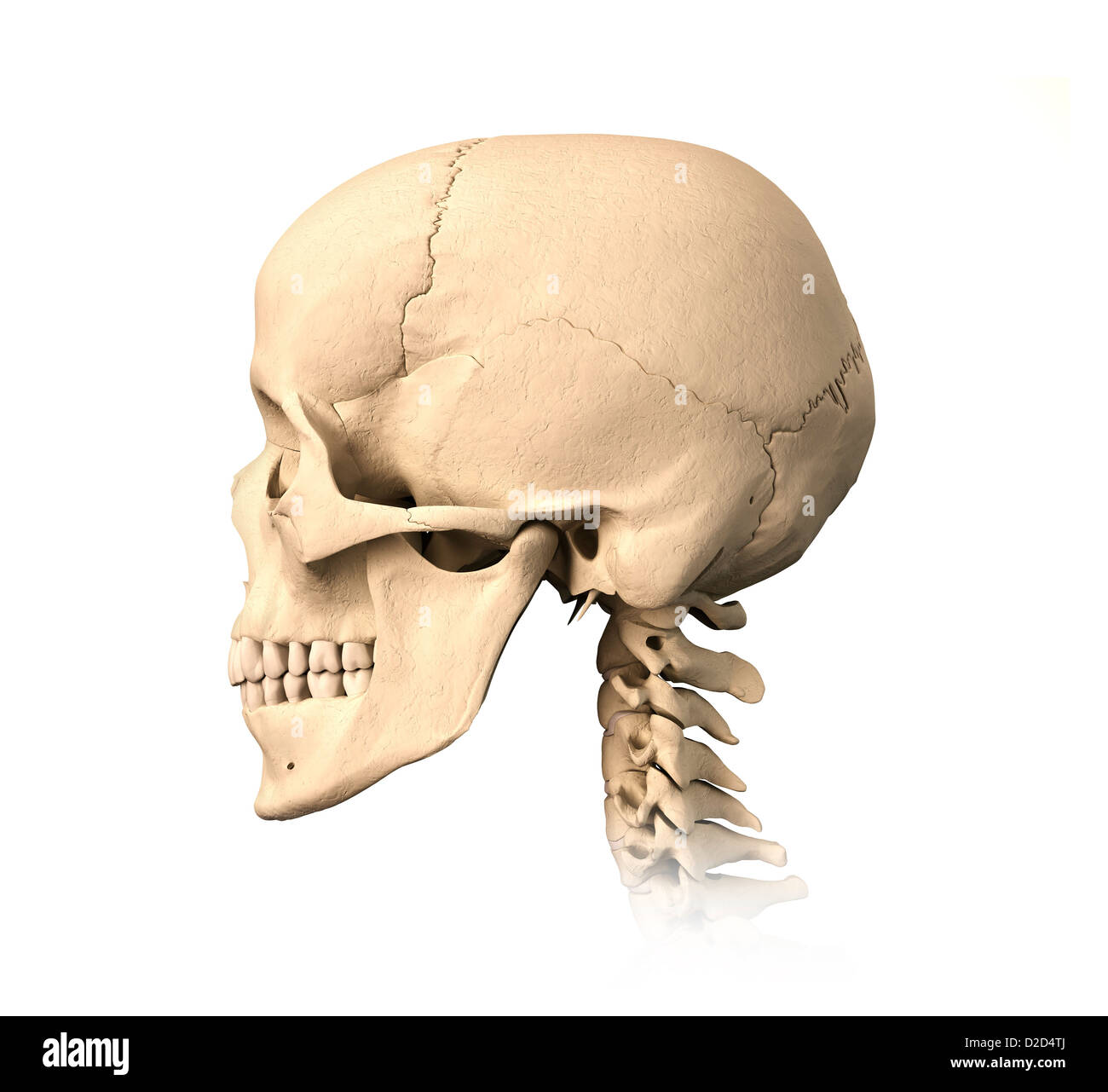 Crâne humain computer artwork Banque D'Images