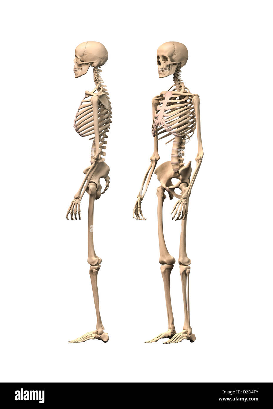 Squelette humain ordinateur artwork Banque D'Images