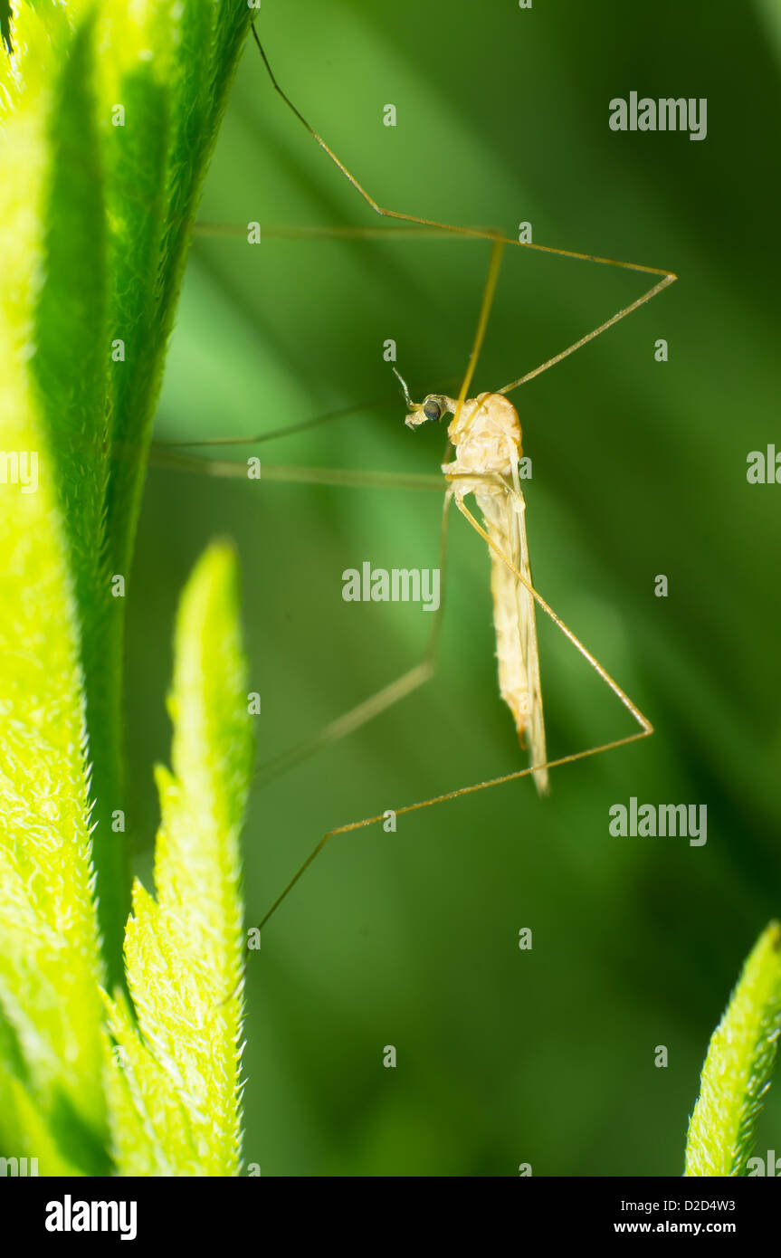 La grande les moustiques ne piquent pas Banque D'Images