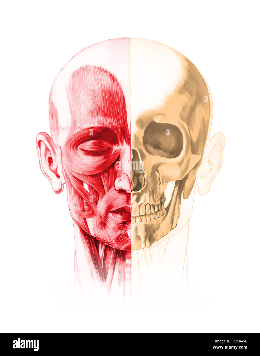 Les droits de l'anatomie du visage de l'oeuvre de l'ordinateur Banque D'Images