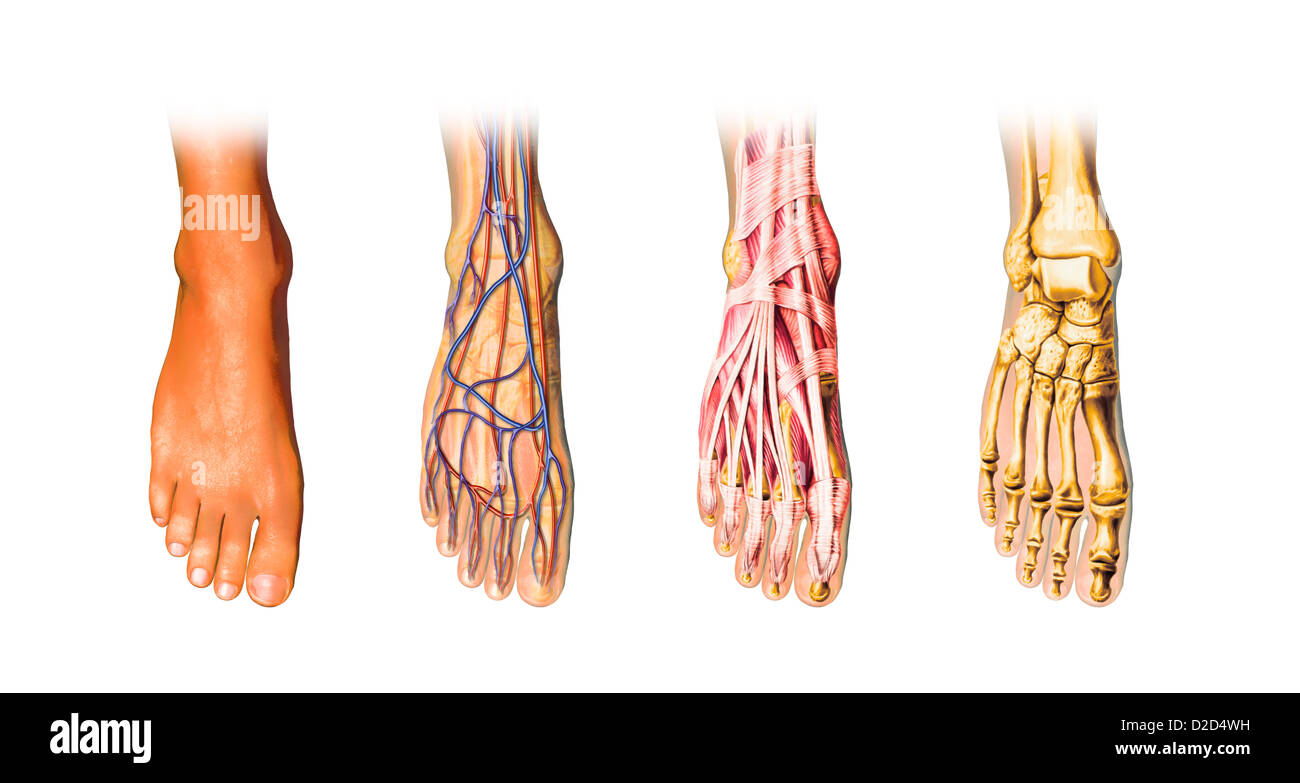 Les droits de l'anatomie du pied de l'oeuvre de l'ordinateur Banque D'Images