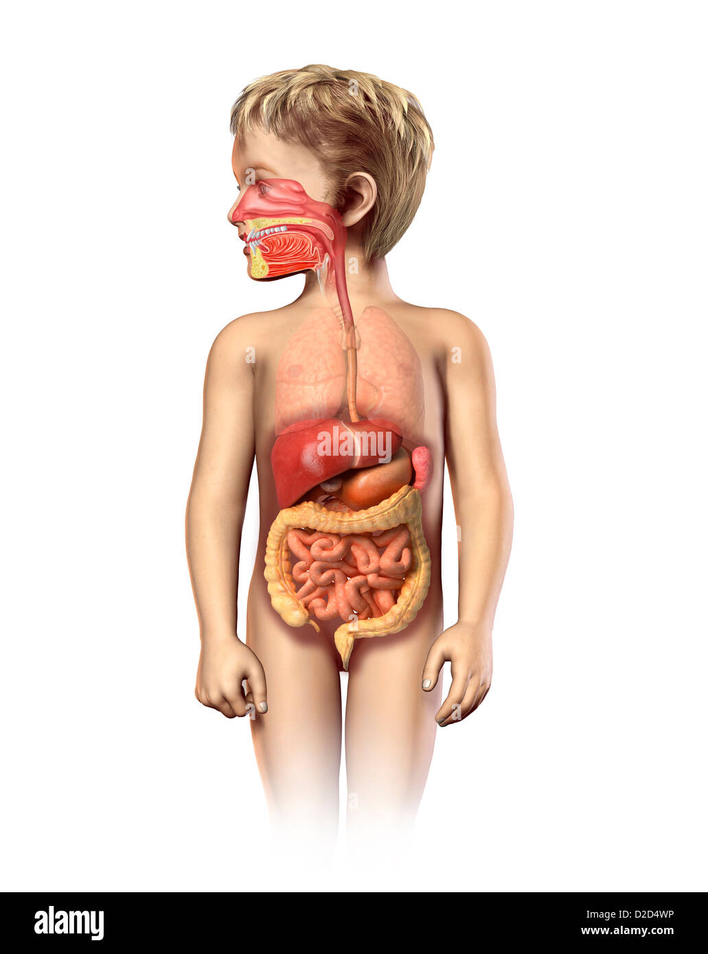 Système digestif de l'enfant art informatique Banque D'Images