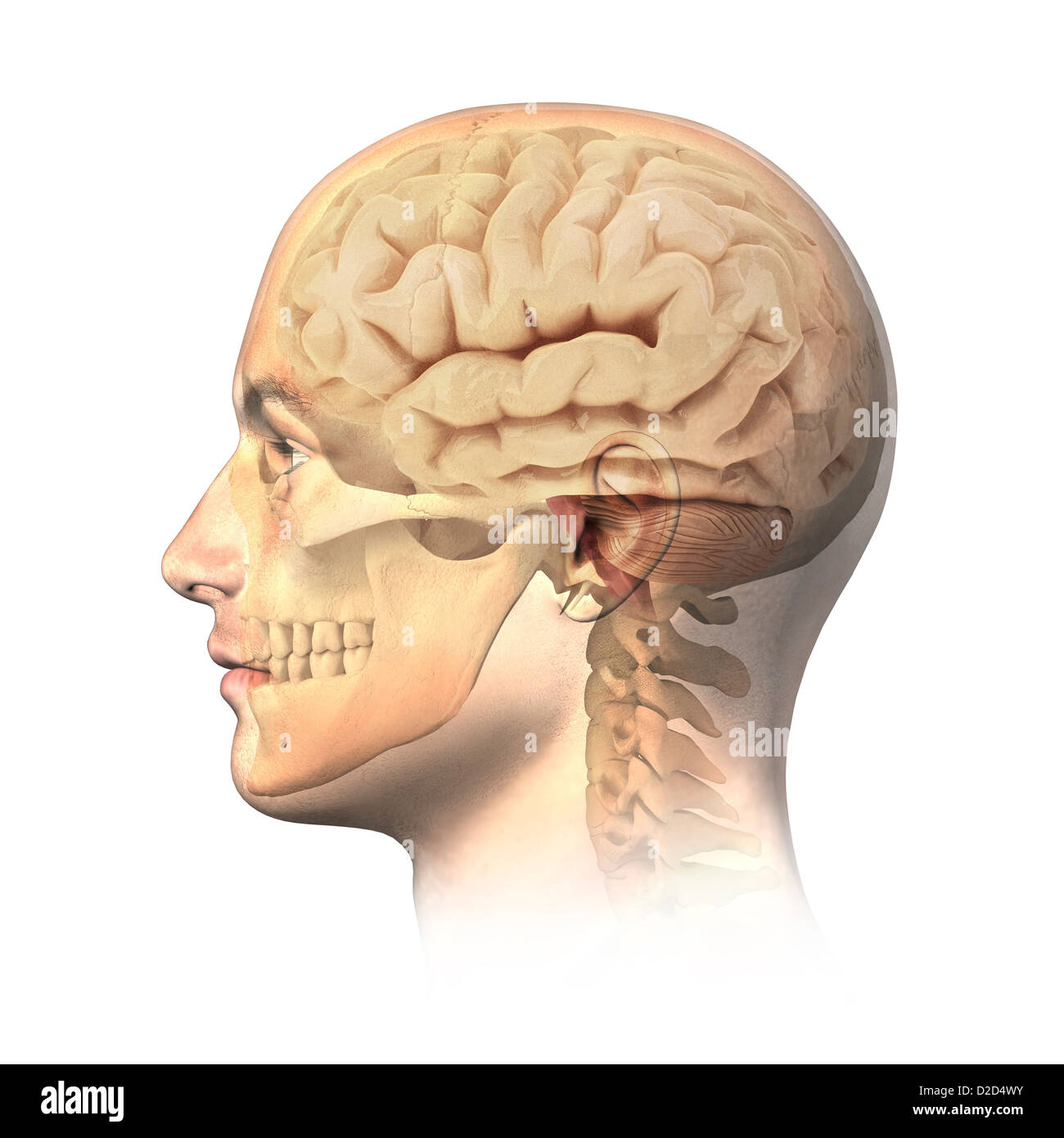 Anatomie tête humaine de l'oeuvre de l'ordinateur Banque D'Images