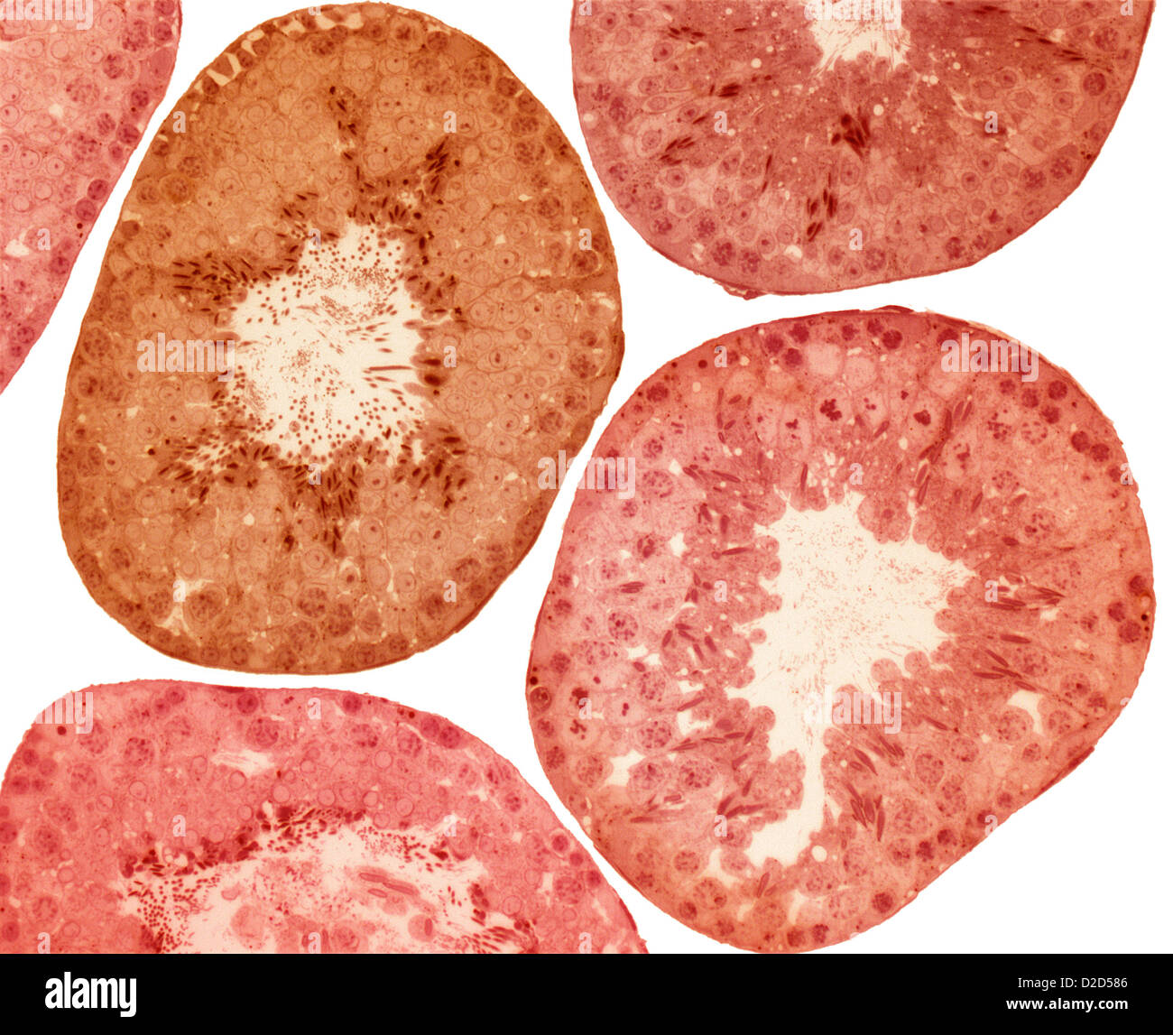 Tubules séminifères microphotographie lumière colorée de la tubules séminifères testicule montrant les cellules de Leydig et rose Banque D'Images