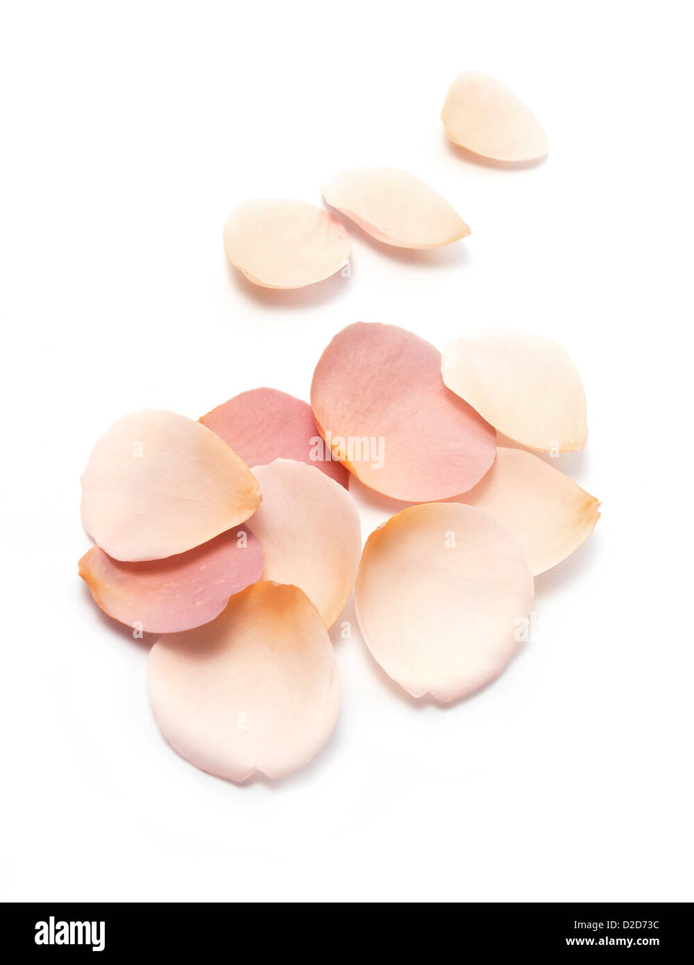 Groupe des pétales de rose cut out fond blanc Banque D'Images