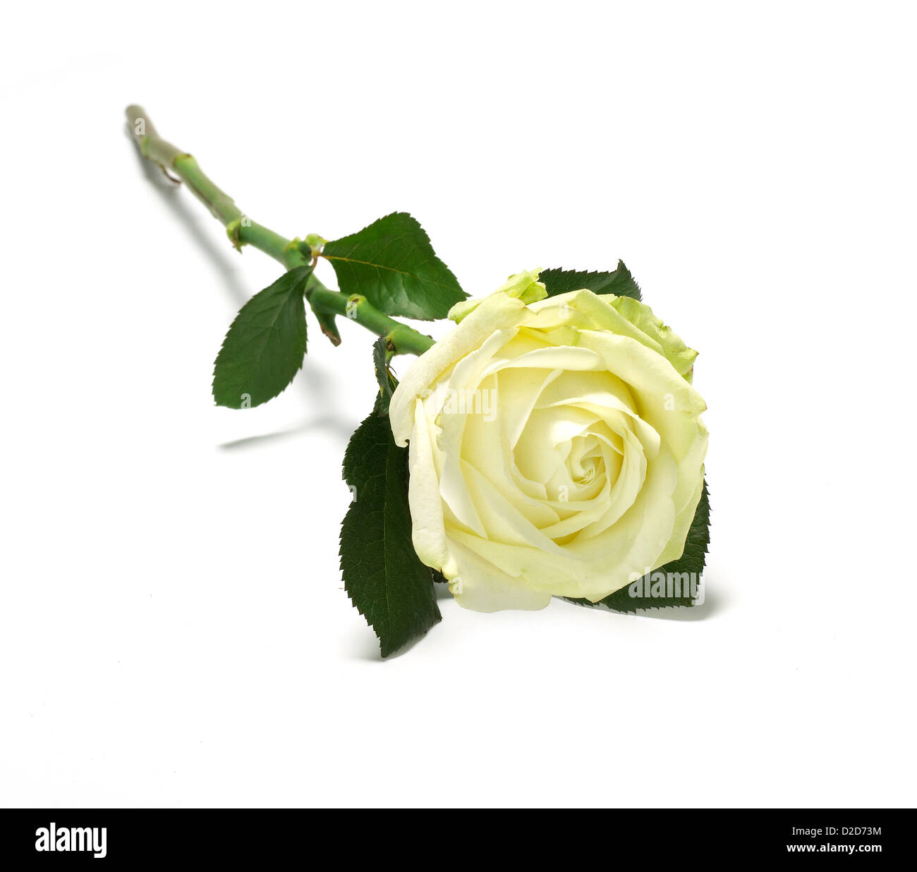 Rose jaune découper fond blanc Banque D'Images