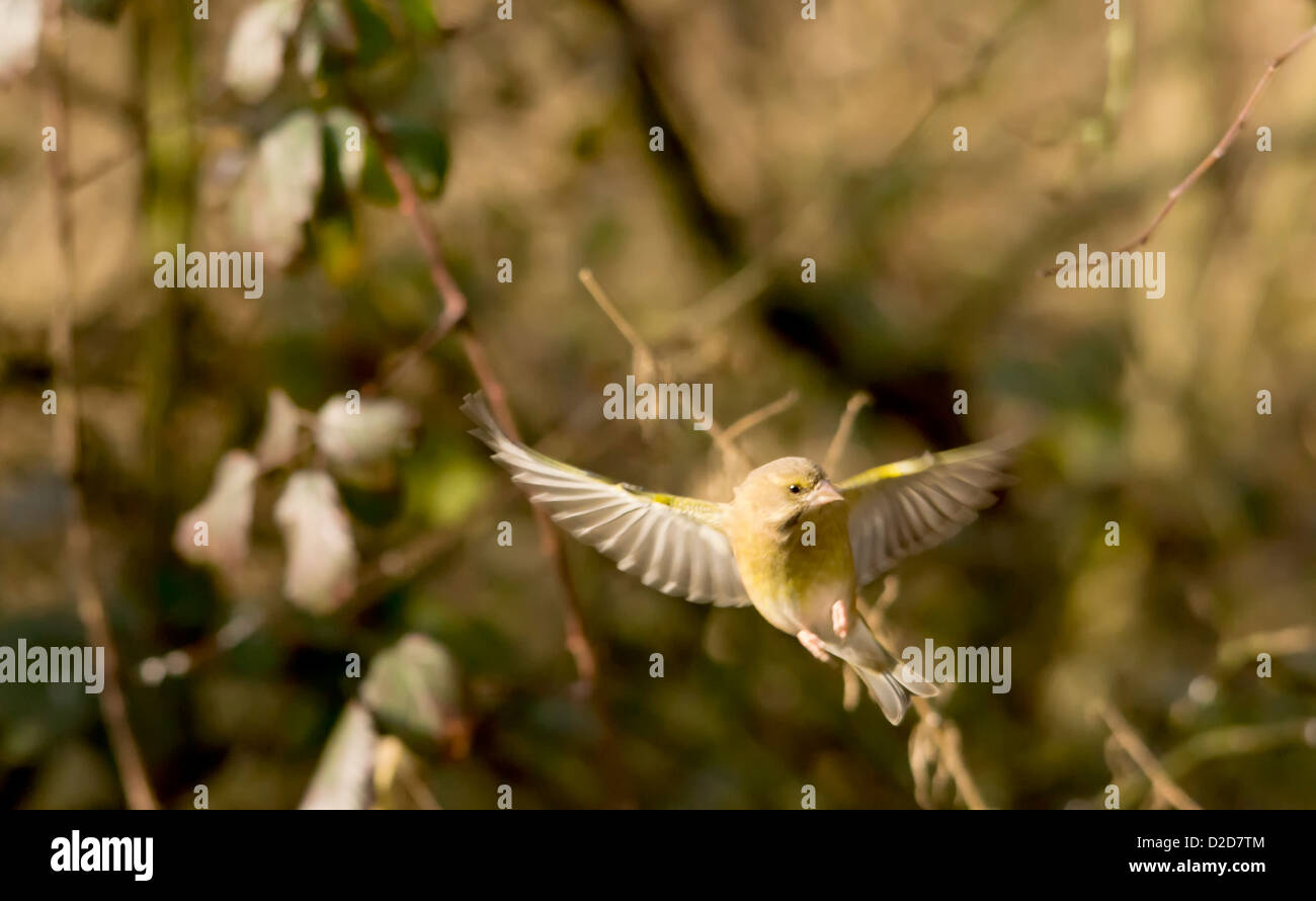 Carduelis chloris - Verdier. Beau jardin oiseau en Europe Banque D'Images