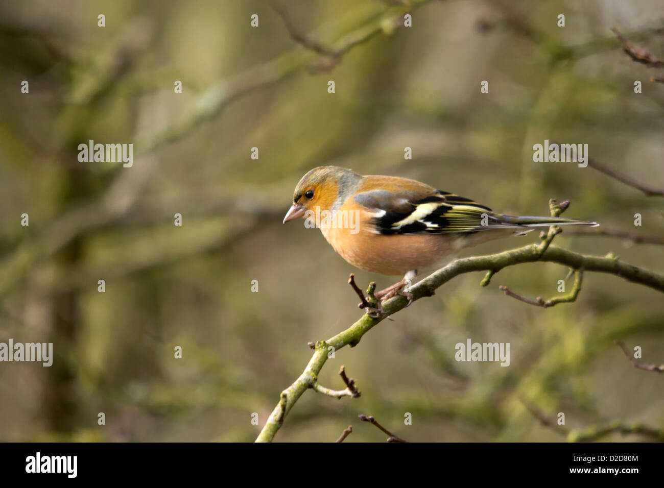 Chaffinch - Bird Banque D'Images