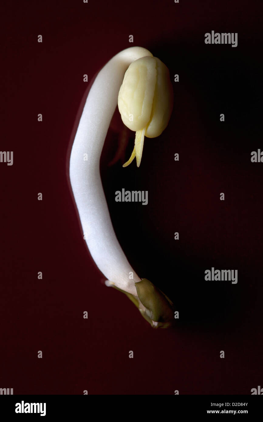 Un seul haricot germé, close-up sur fond noir Banque D'Images