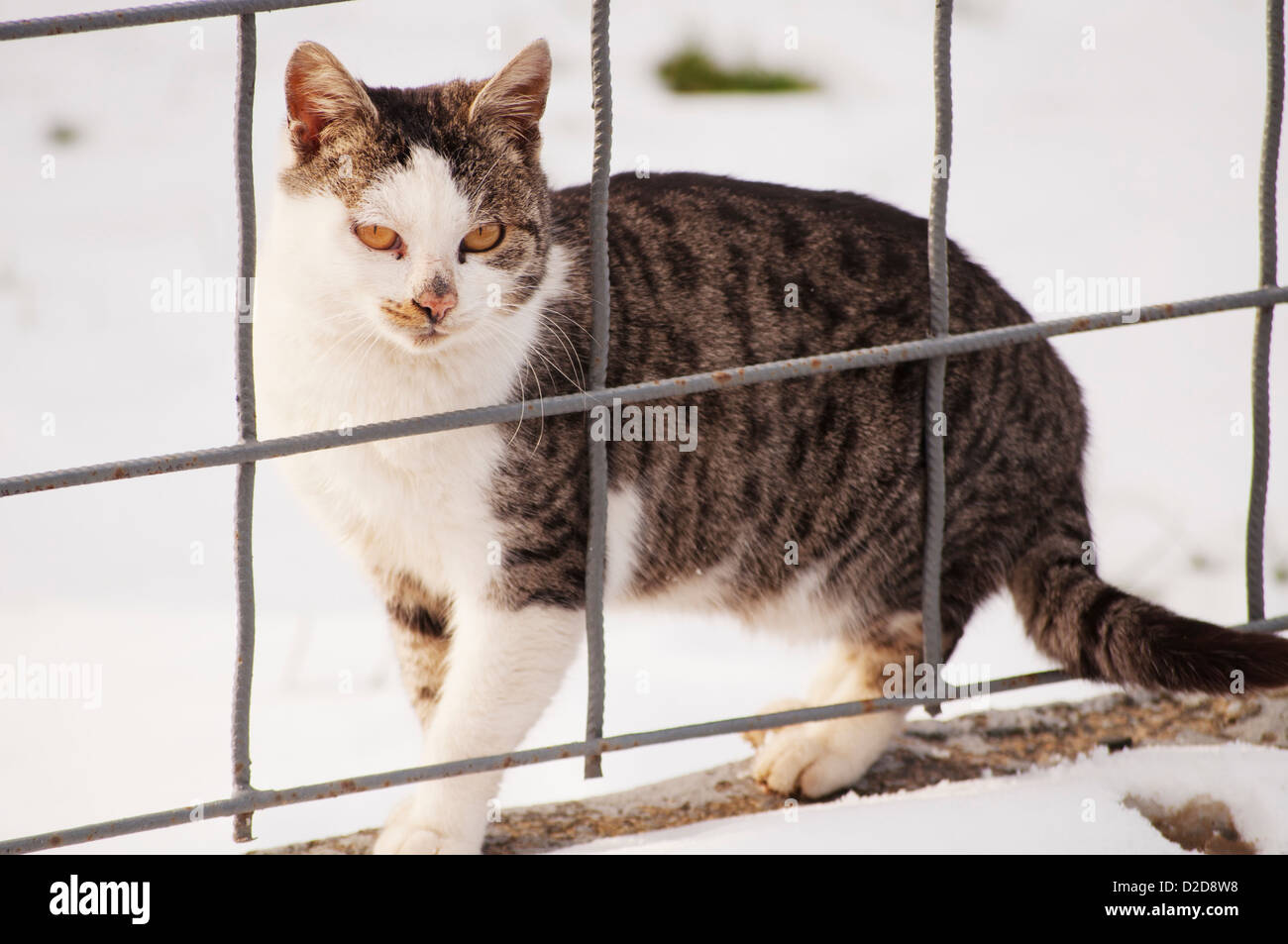 Un chat Banque D'Images