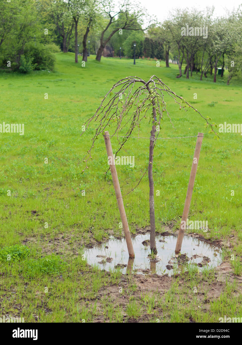 Petite tige de l'arbre cultivé avec des feuilles de printemps sur le green park meadow Banque D'Images