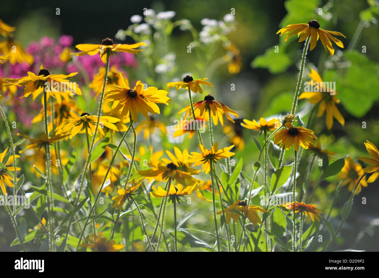 fleurs d’été Banque D'Images