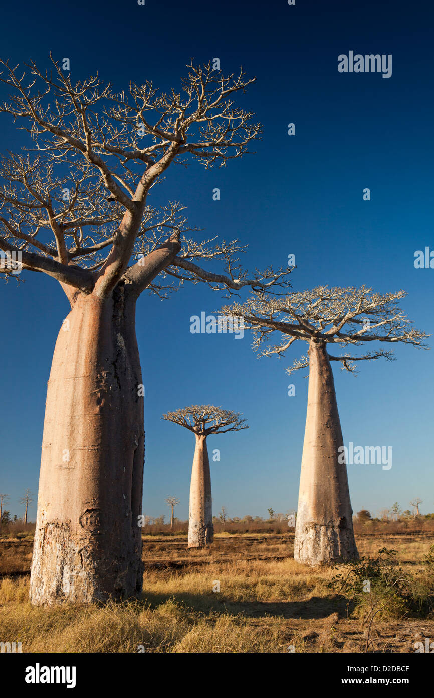 Madagascar, Morondava, petit peuplement de baobabs dans environnement de forêt sèche Banque D'Images