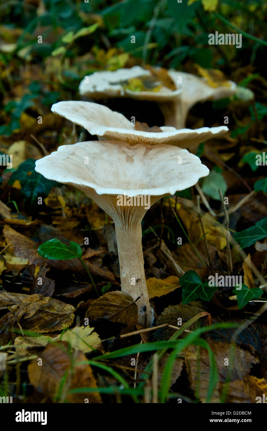 Clitocybe gibba ou champignons entonnoir commun Cap Banque D'Images