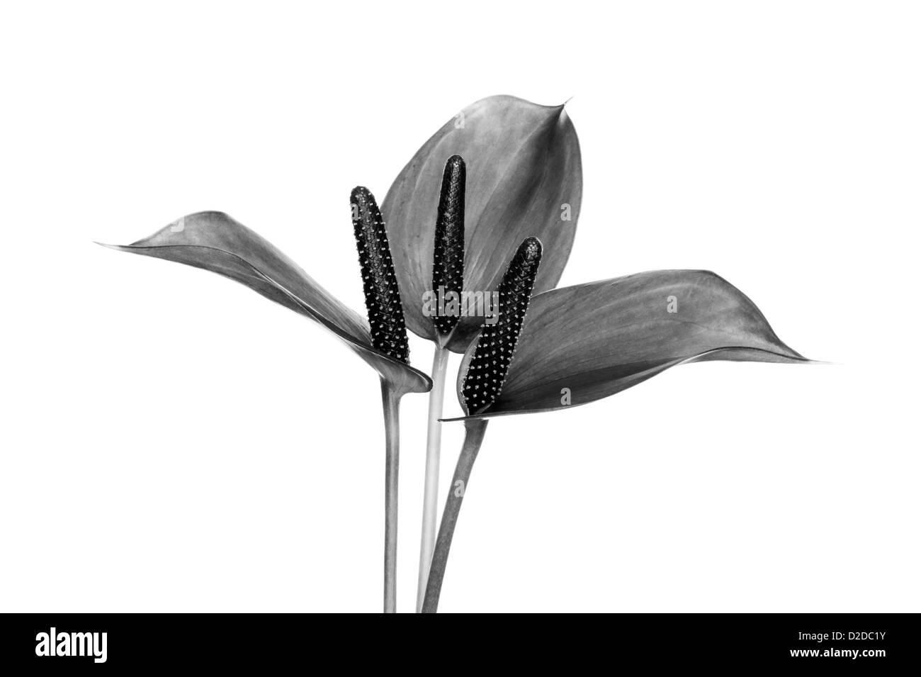 Anderianum Anthurium 'Sensa' noir et blanc sur fond blanc Banque D'Images Anderianum Anthurium 'Sensa' noir et blanc sur fond blanc Banque D'Images