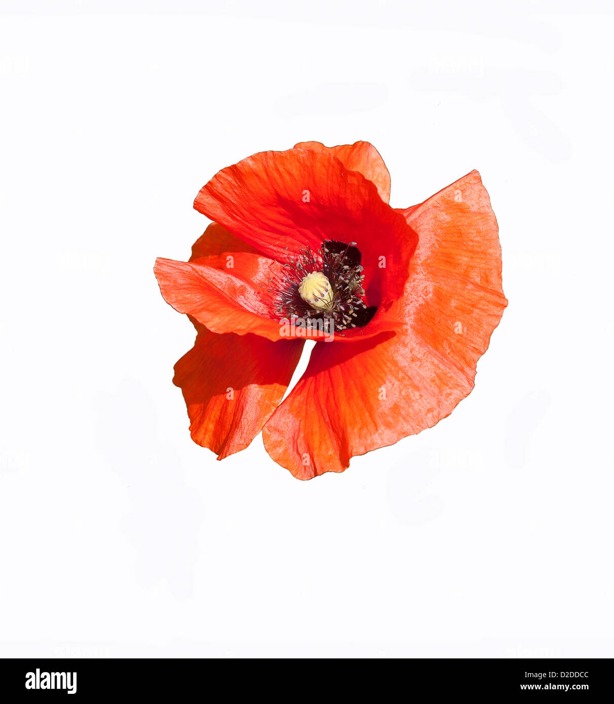 Fleur de pavot oriental rouge isolé sur fond blanc Banque D'Images