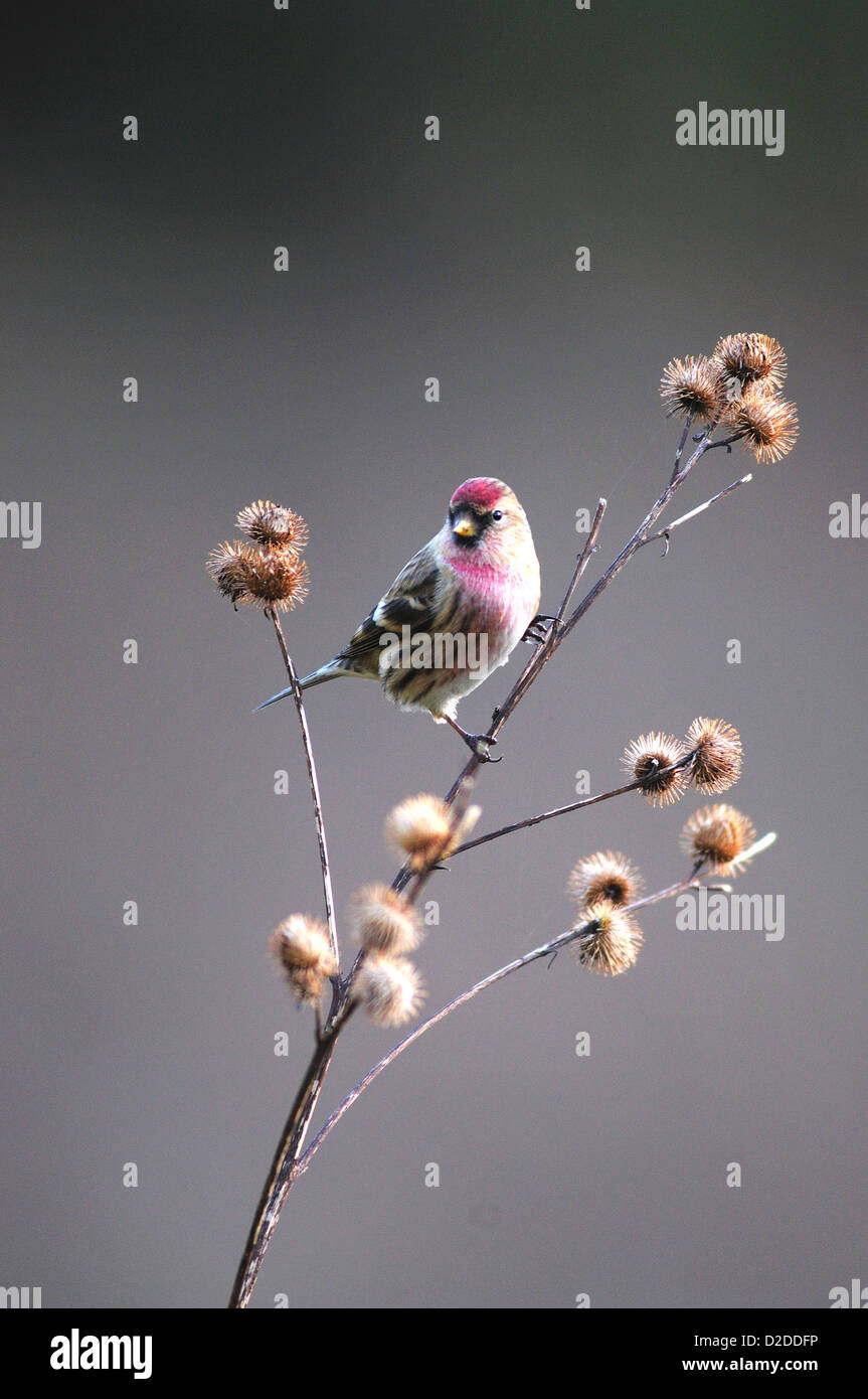 Sizerin blanchâtre en hiver. Dorset, UK Janvier 2010 Banque D'Images
