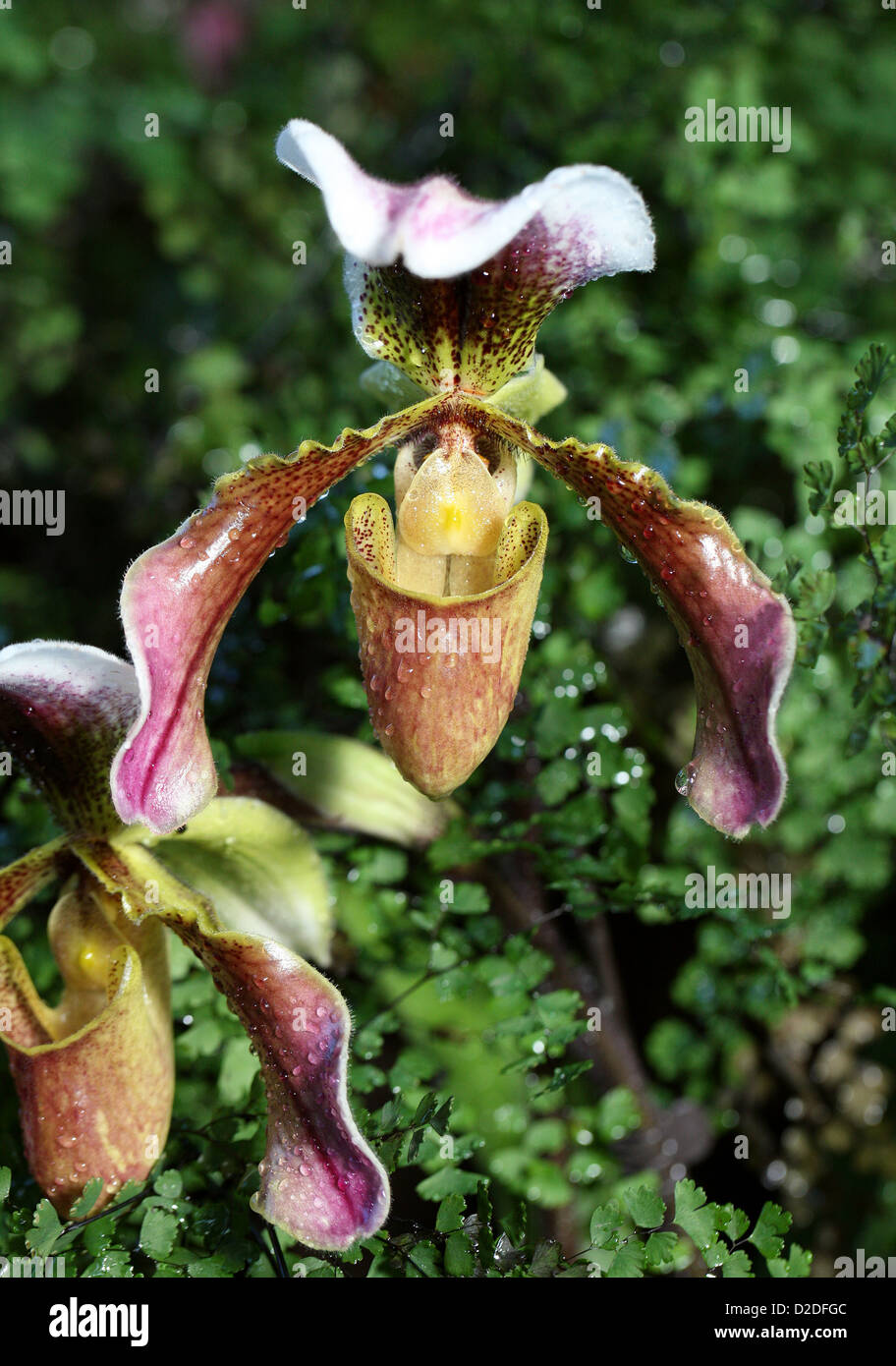 Ladys Slipper Orchid, Paphiopedilum sp. Orchidaceae. Banque D'Images