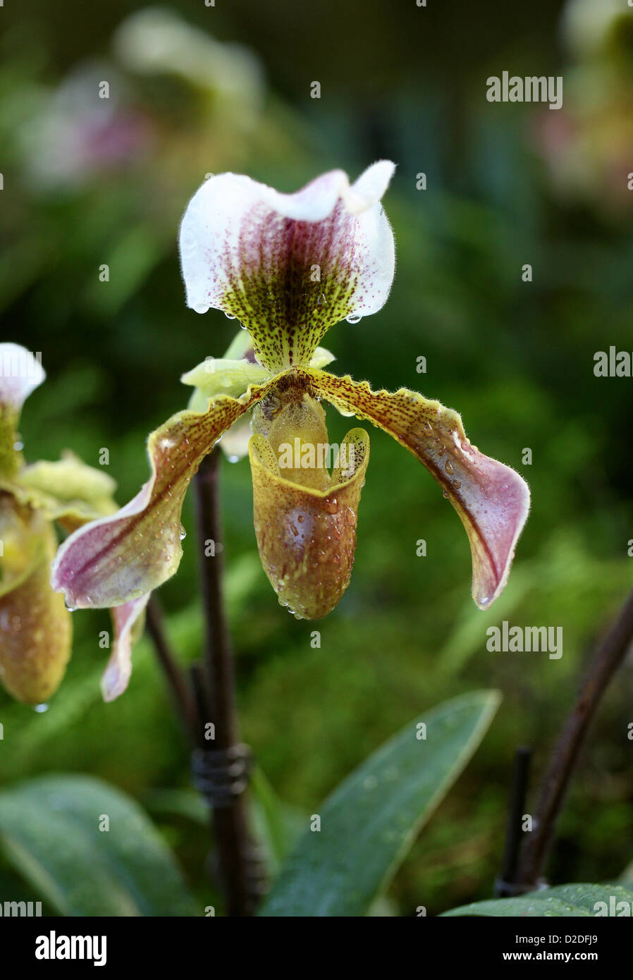 Ladys Slipper Orchid, Paphiopedilum sp. Orchidaceae. Banque D'Images