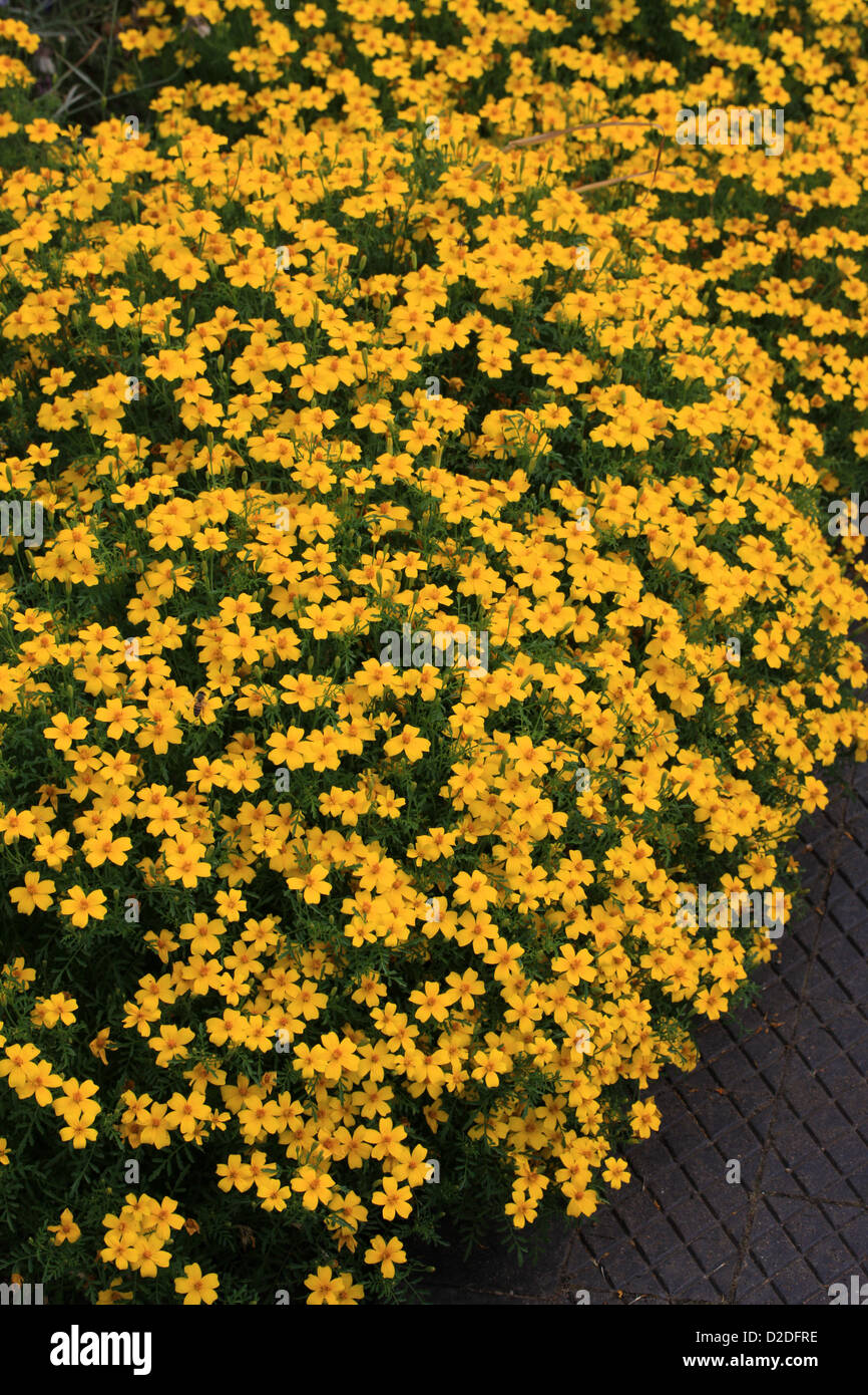 Marigold citron, Signet Marigold, Tagetes tenuifolia Syn. Tagetes signata, de la famille des Astéracées. Banque D'Images