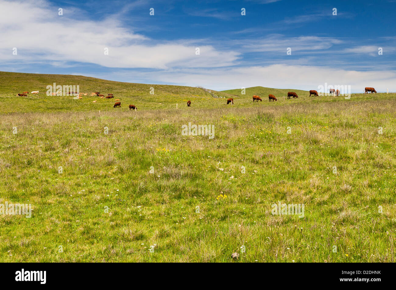 Paysage avec des pâturages d'été en Auvergne, France Banque D'Images