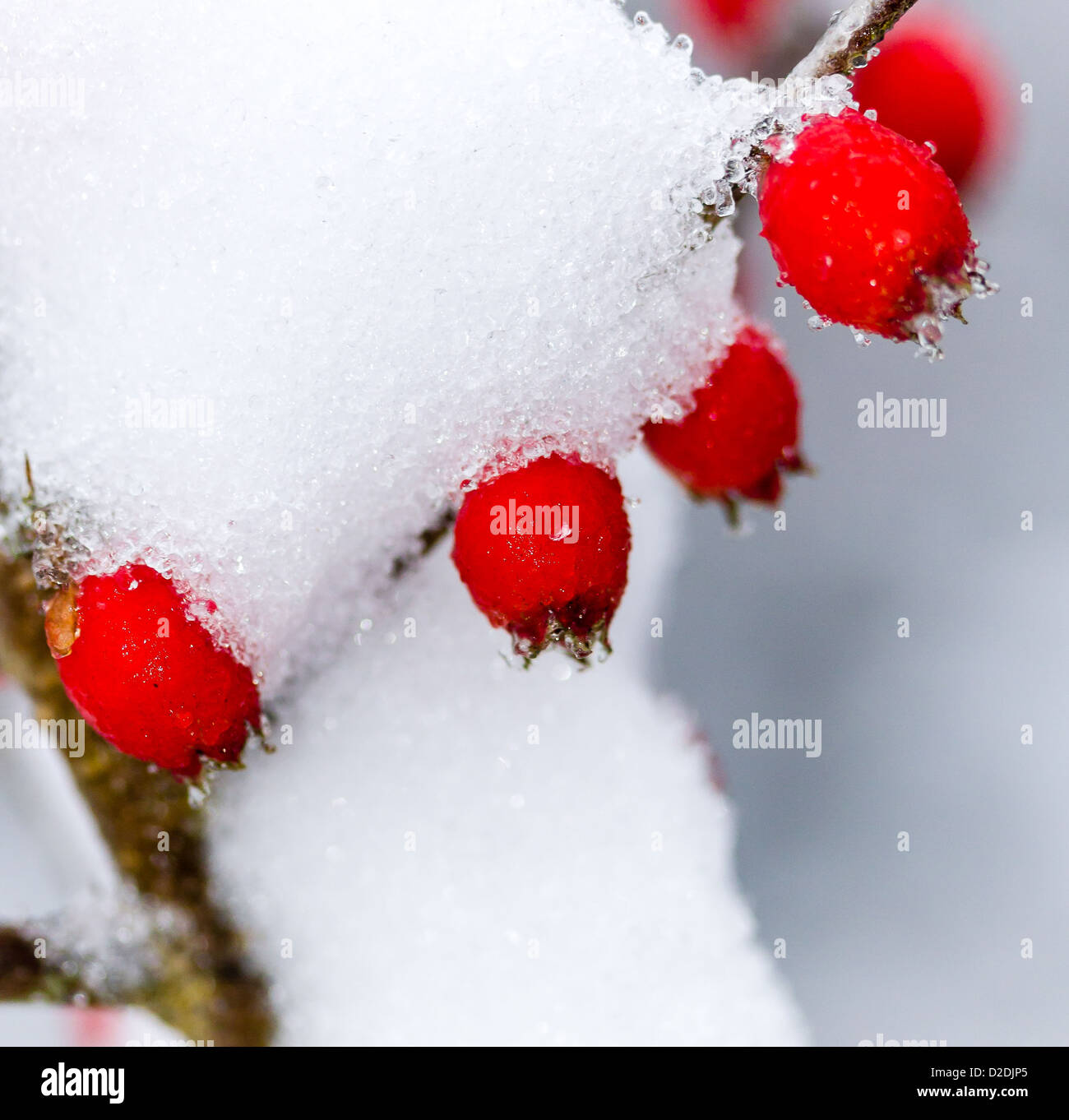 Fruits rouges pendent des branches d'épaisseur de neige Banque D'Images