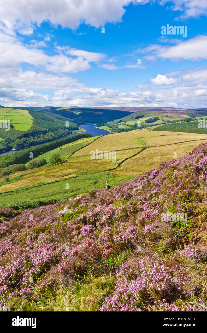 Heather sur Derwent ci-dessus bord Ladybower reservoir Derbyshire Peak District National Park Derbyshire, Angleterre Royaume-uni GB EU Europe Banque D'Images