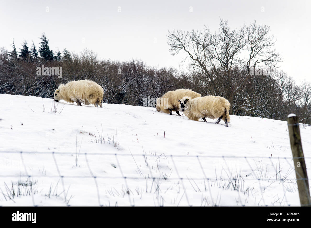 Jusqu'à la colline sur le gallois face mouchetée moutons creuser dans la neige sur le flanc pour enterré l'herbe. la neige est accroché à leur fleece Banque D'Images