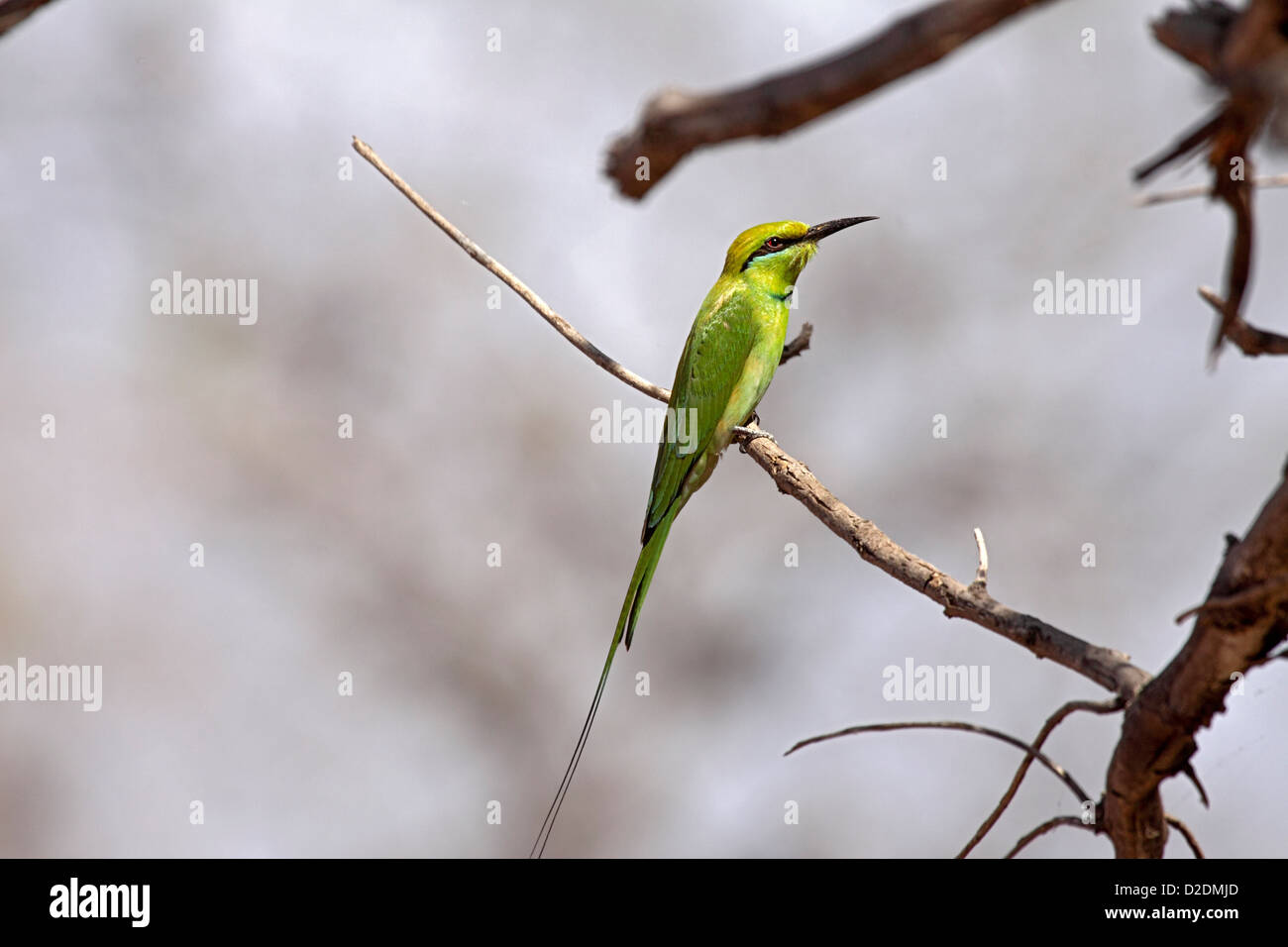 Little Green Bee eater perché dans l'arbre en Gambie Banque D'Images