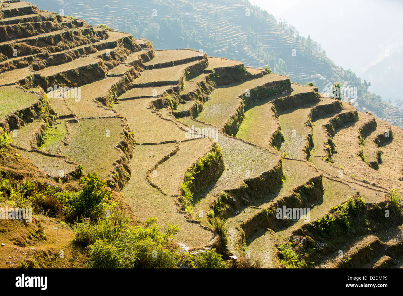 L'agriculture de subsistance dans la région de l'Annapurna Himalaya au Népal. Le terrassement a été développée au cours des siècles Banque D'Images