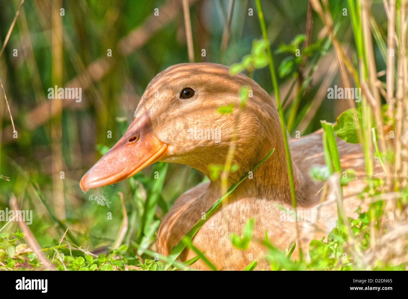 Au lac Duck Morton à Lakeland, en Floride. Banque D'Images